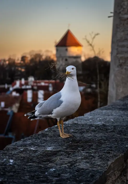 Lookout
