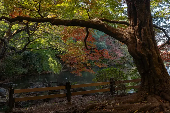 Old Maple
