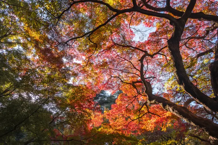 Crimson Canopy
