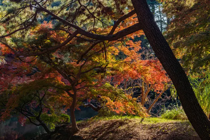 Momiji